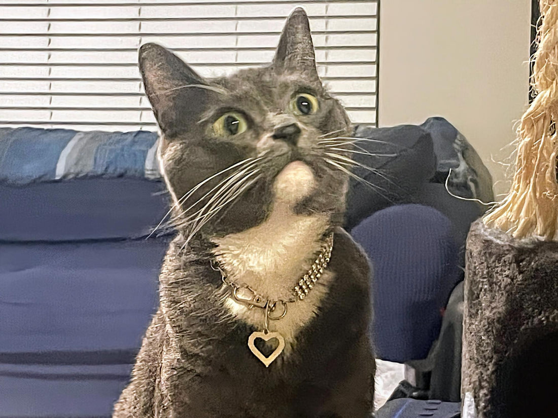 🐾 How to Understand Cat Communication: Decoding Feline Language