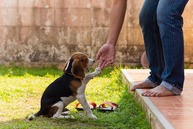Easy ways to teach your dog tricks