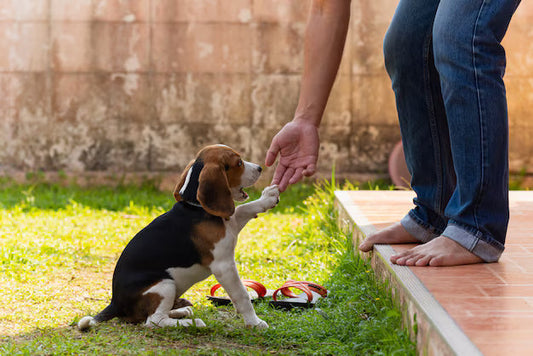 Easy ways to teach your dog tricks