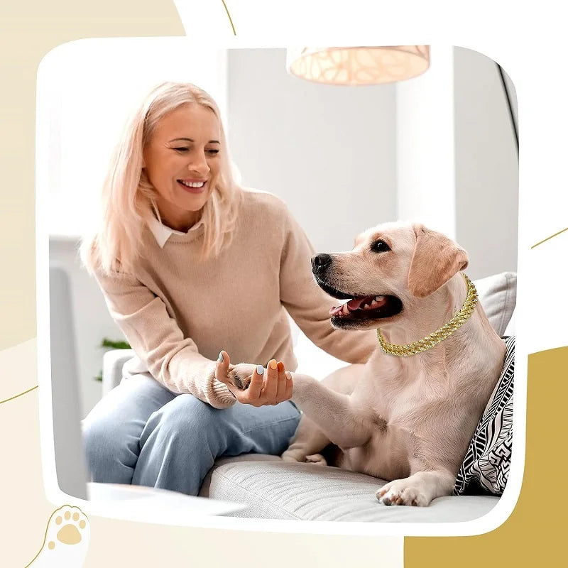 Gold Chain Collar for Pets