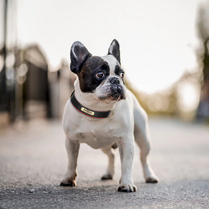 Personalized Dog Collar • Engraved Nameplate