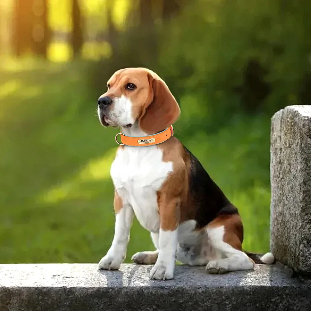 Personalized Dog Collar • Engraved Nameplate