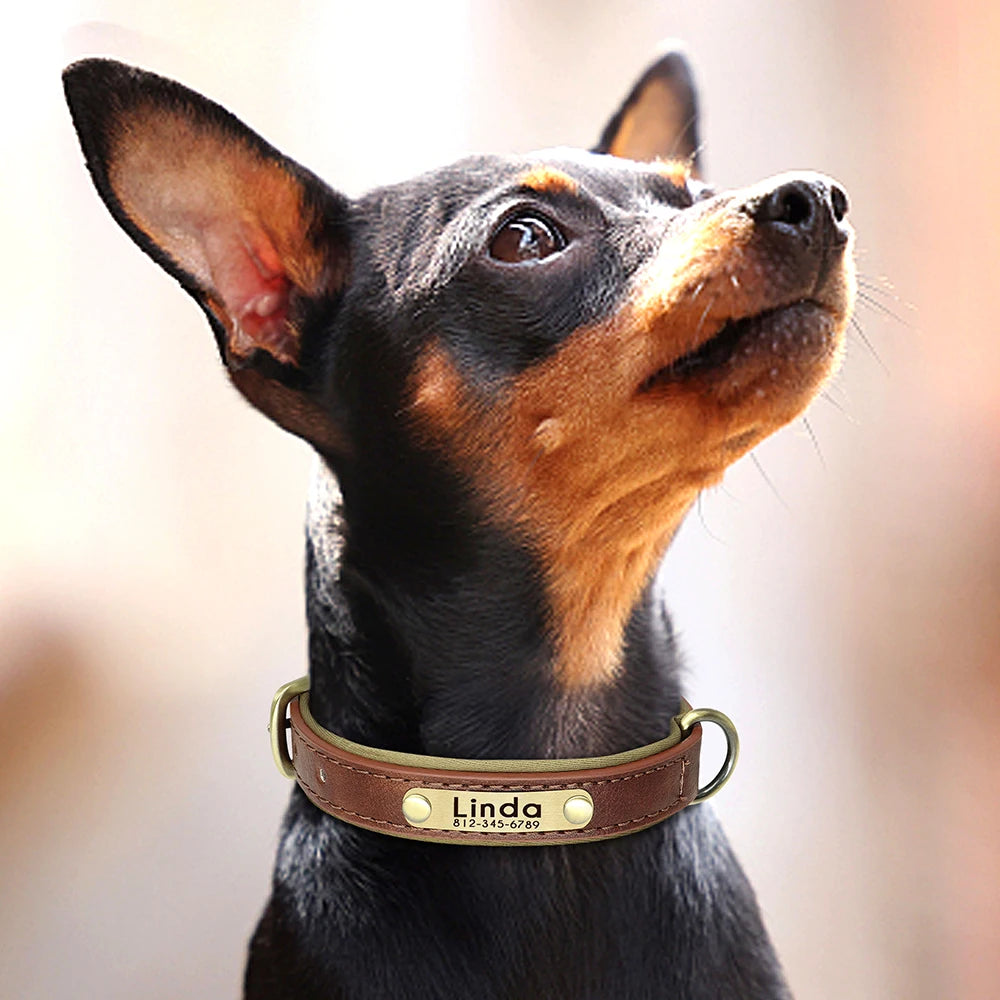 Personalized Dog Collar • Engraved Nameplate